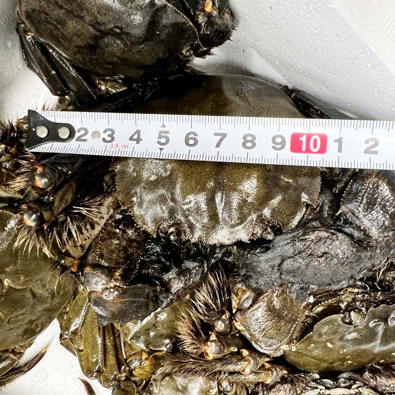 モクズガニ　2キロ強 急速冷凍モクズガニ 大サイズ2kg～8kg ツガニ 蟹汁 カニかに も