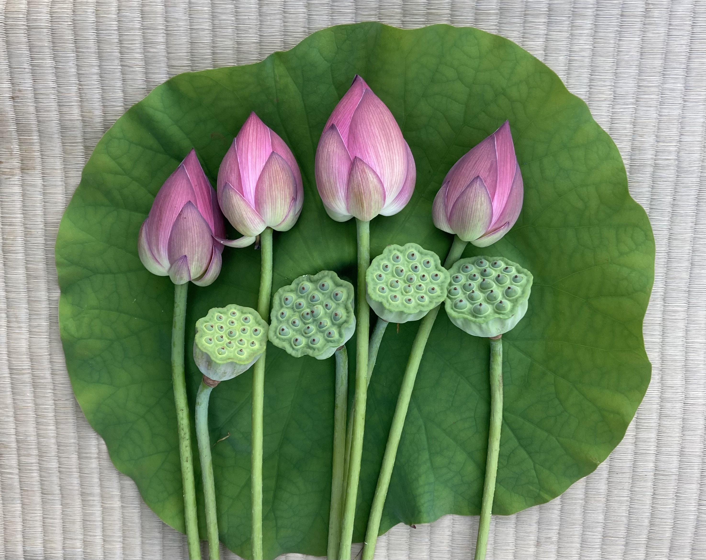 高野山麓精進野菜栽培農家が育てた蓮の花 紅色4本、蓮台4本セット 蓮の花蕾4本、蓮台4本