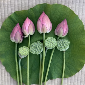 高野山麓精進野菜栽培農家が育てた蓮の花　紅色４本、蓮台４本セット［送料無料］