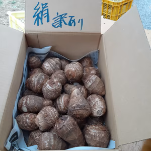 年末特別セール❕　訳あり絹芋(里芋)　箱込み2ｋｇ