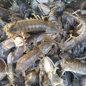 活発送　蝦蛄海老 虾蛄 シャコエビ しゃこえび1ｋｇ(20-32匹)2k/4kg