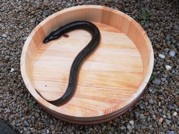 松江宍道湖産天然うなぎ