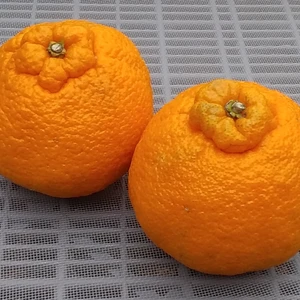 【美味しさバンザーイ】今が旬3種柑橘食べ比べセット3Ｋｇ和歌山産
