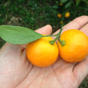 【選果機不使用手選抜】ゆらみかん