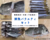 鮮魚バラエティセット