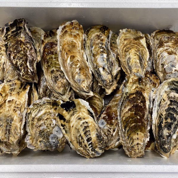 殻付牡蠣大サイズ（生食用）