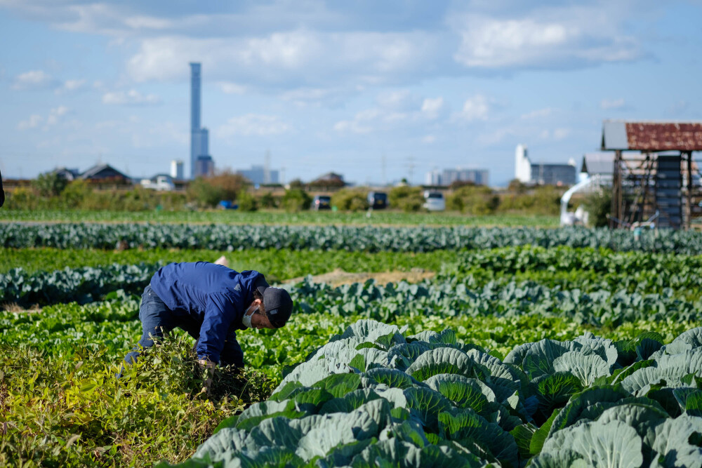 大阪グルメの立役者 松波キャベツ の旬がやってきた Pr 農家漁師から産地直送の通販 ポケットマルシェ