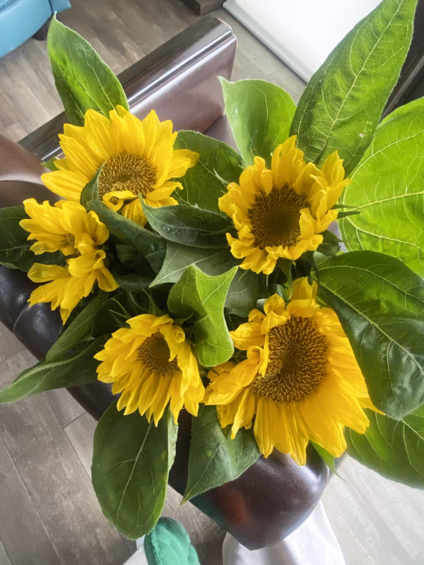 【元気便のヒマワリ５本】花農家直送、プレゼントも可能！夏のエネルギーをお届け！