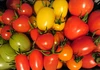 【農楽園おまかせトマトセット】ミニ・中玉トマト詰め合わせ１kg