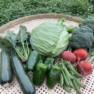 高原で育ったキャベツと季節のお野菜セット～標高1000ｍの旨味～