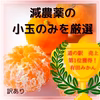 訳あり 小玉 小粒 減農薬 甘い うまい 安いの有田みかん  
