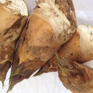 たけのこ 2.5kg 掘り立てを直送 アクなしで美味しい 