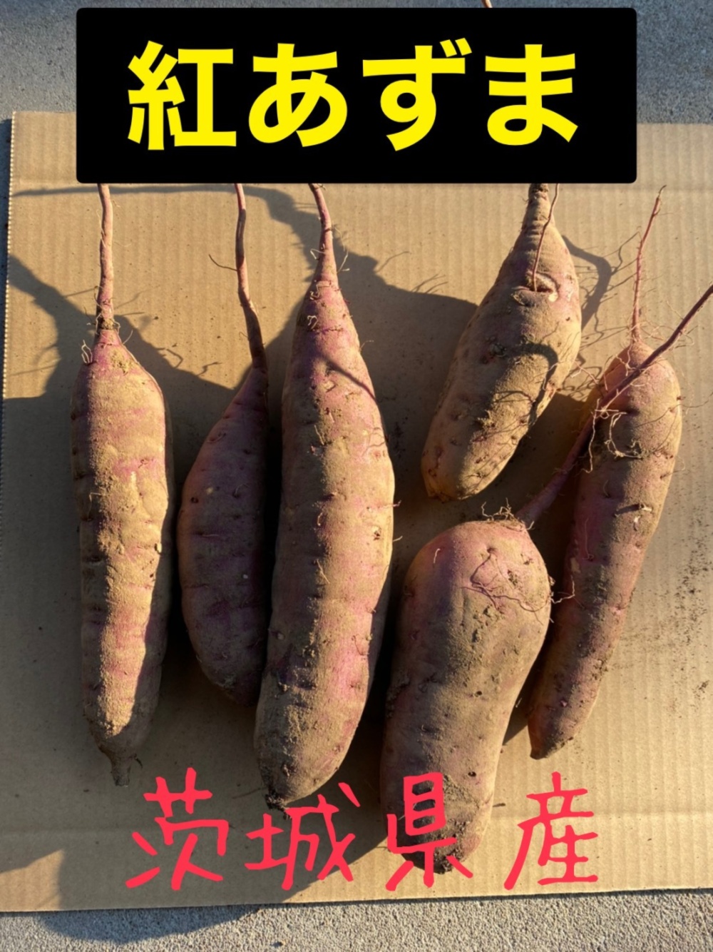 安心 安全 獲れたてのサツマイモ 紅あずま 農家漁師から産地直送の通販 ポケットマルシェ