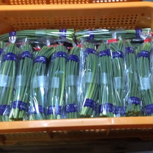 平戸にんにくの芽　1.5ｋｇ