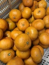愛媛が誇る高級柑橘ふぞろいの”甘平”たち（ご家庭用）