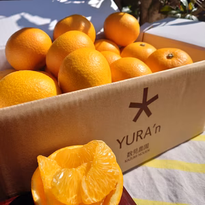 もぎたて八朔　さつき”はっさく”まで待てない！！[R8.３月上旬発送]