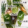 金曜日お届け　農薬不使用野菜セットSサイズ（6～7品）※税込