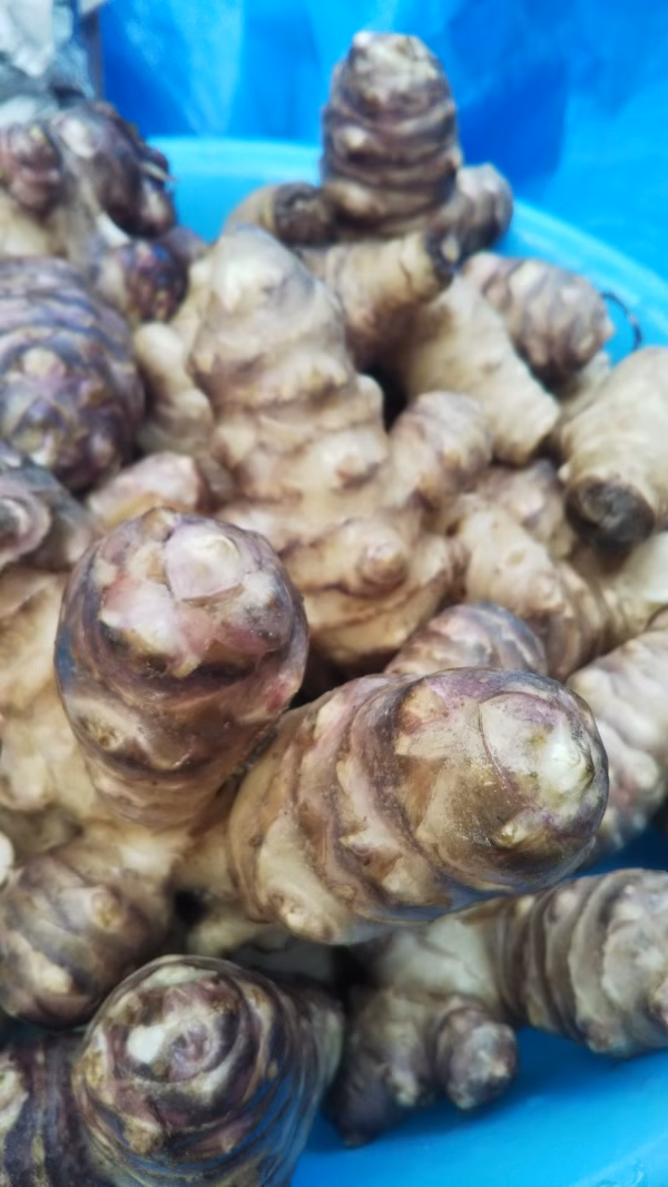 うわさの菊芋！！