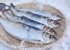 北海道産　漁師の店　ニシン