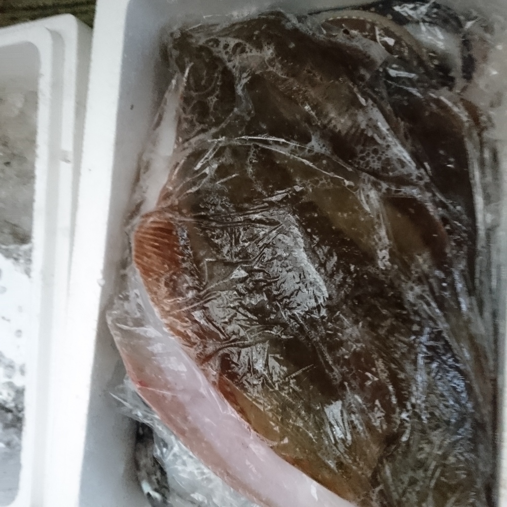 値下げ 本バイ貝 黒バイ 生きたまま発送 2キロ箱 漁に出られ次第の発送 農家漁師直送のポケットマルシェ