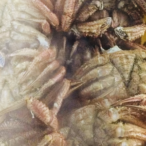 （送料無料）浜ゆで毛蟹 3杯1.5kg 真空冷凍