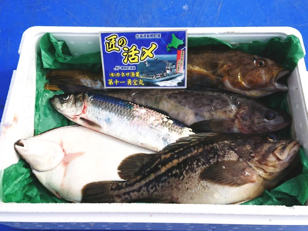 【カネサ お魚BOXセット】 船上活〆 季節の鮮魚セット　