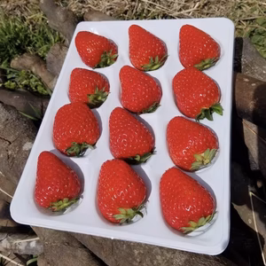 濃厚大粒いちご