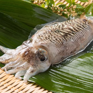 豊前海産　コウイカ