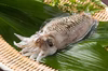 豊前海産　コウイカ