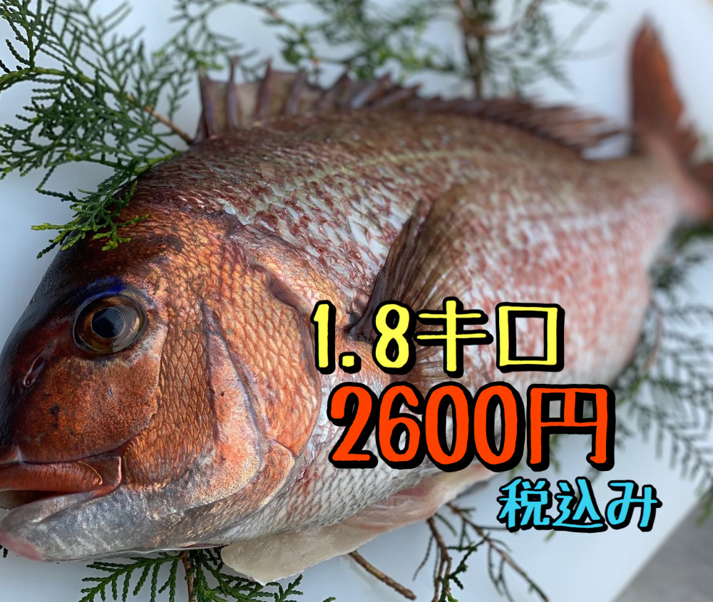 お炭付き鯛 水洗い 農家漁師から産地直送の通販 ポケットマルシェ