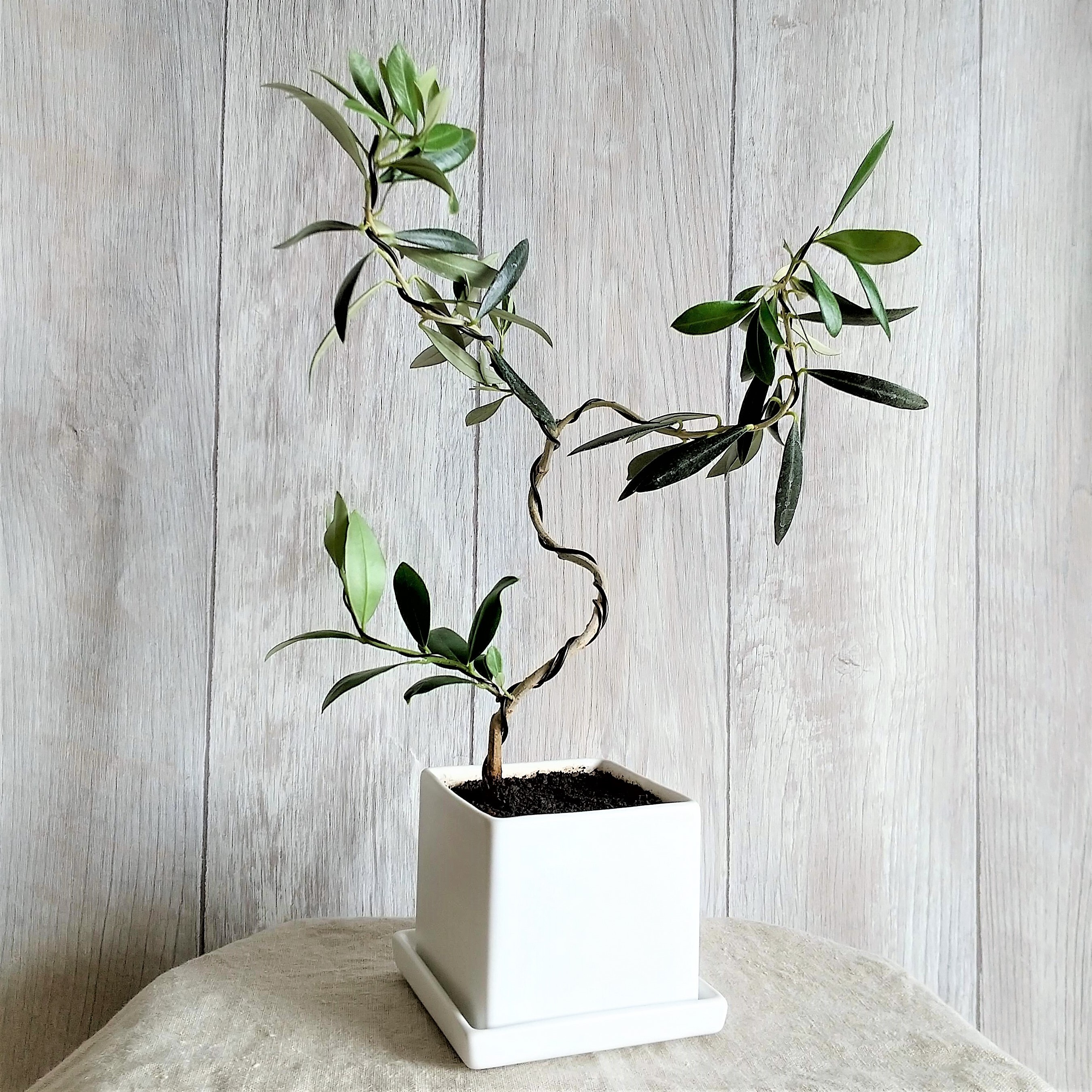 ギフトにも 南アルプスのオリーブ盆栽 アルベキーナ Ps76 農家漁師から産地直送の通販 ポケットマルシェ