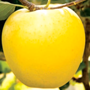 【山形県産 シナノゴールド】５ｋｇ 秀品中玉16～20個入り!!