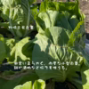 鍋に最適！　固定種の野菜セット12月 (師走)