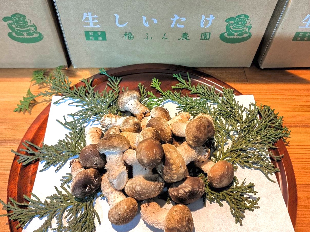 [限定2個][希少・珍味]しいたけの芽 600g 箱詰め 600g
