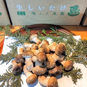 【限定２個】【希少・珍味】しいたけの芽　600g