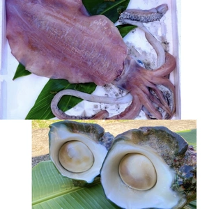 魚介類の夜光貝の商品一覧(3ページ目)｜ポケットマルシェ｜産直(産地
