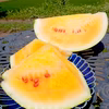 ギフトにもオススメ！黄金の贅沢スイカ【金色羅王】