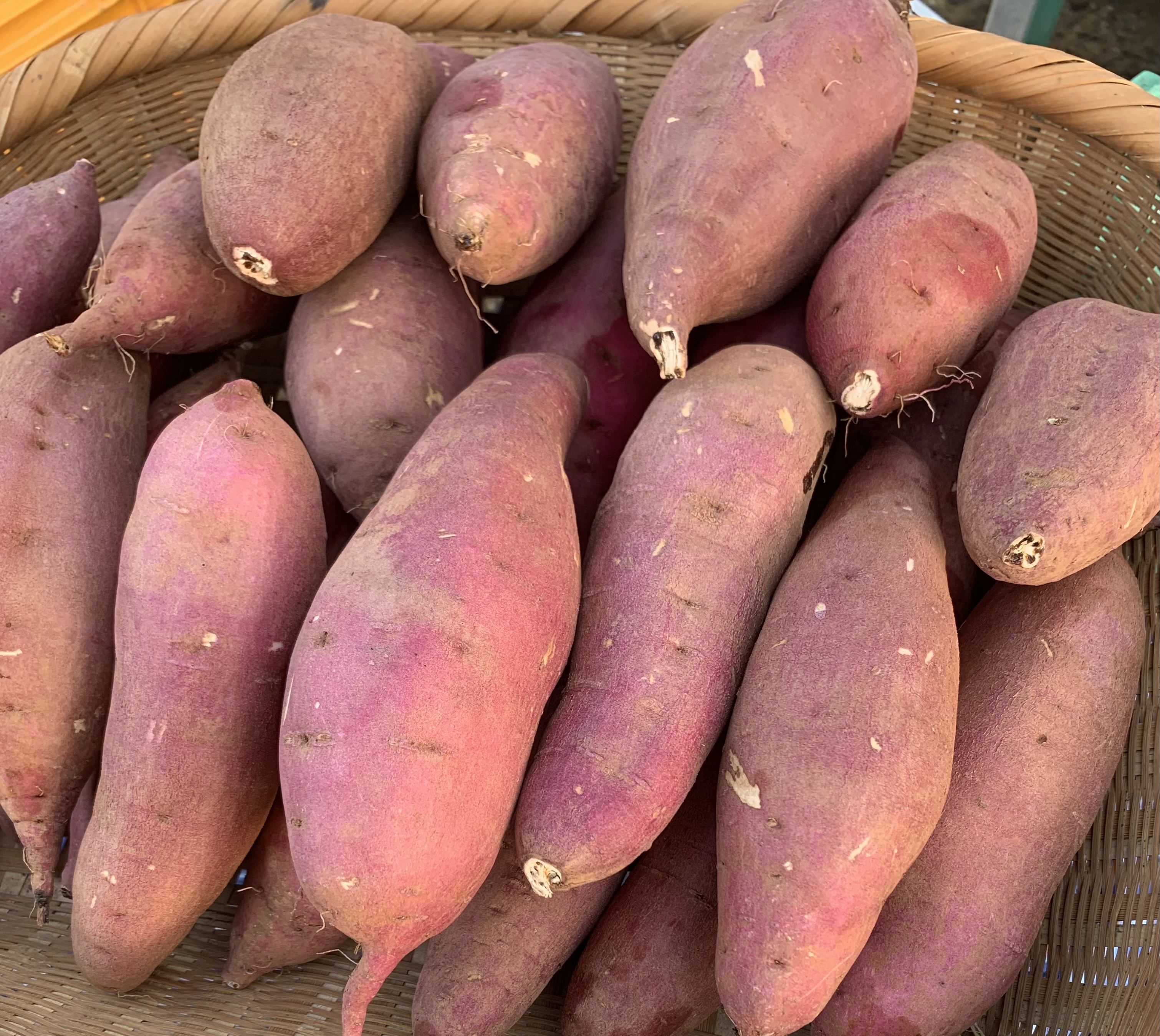 徳之島産キャサバ生芋15キロ 超歓迎された - 野菜