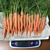 葉付ミニにんじん★固定種 黒田五寸人参★農薬・肥料不使用の自然栽培｜ニンジン