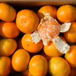 完熟みかん　2.5ｋｇ　食べ切り！！