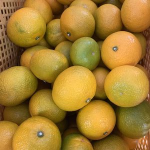 【8名様限定】【値下げ】フレッシュ感たっぷりスイートスプリング　