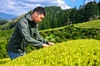 杉山貢大農園の煎茶「芽重仕立茶・碧」40ｇ