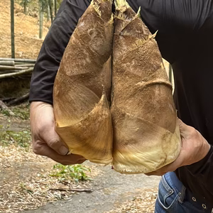 【京都府産】朝掘り京たけのこ（大ぶりサイズ）｜食べ応えしっかり満足サイズ