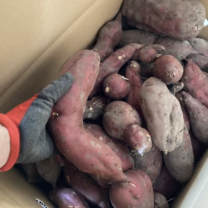 紅あずま5、10、20kg箱入り＋焼き菓子12点同梱