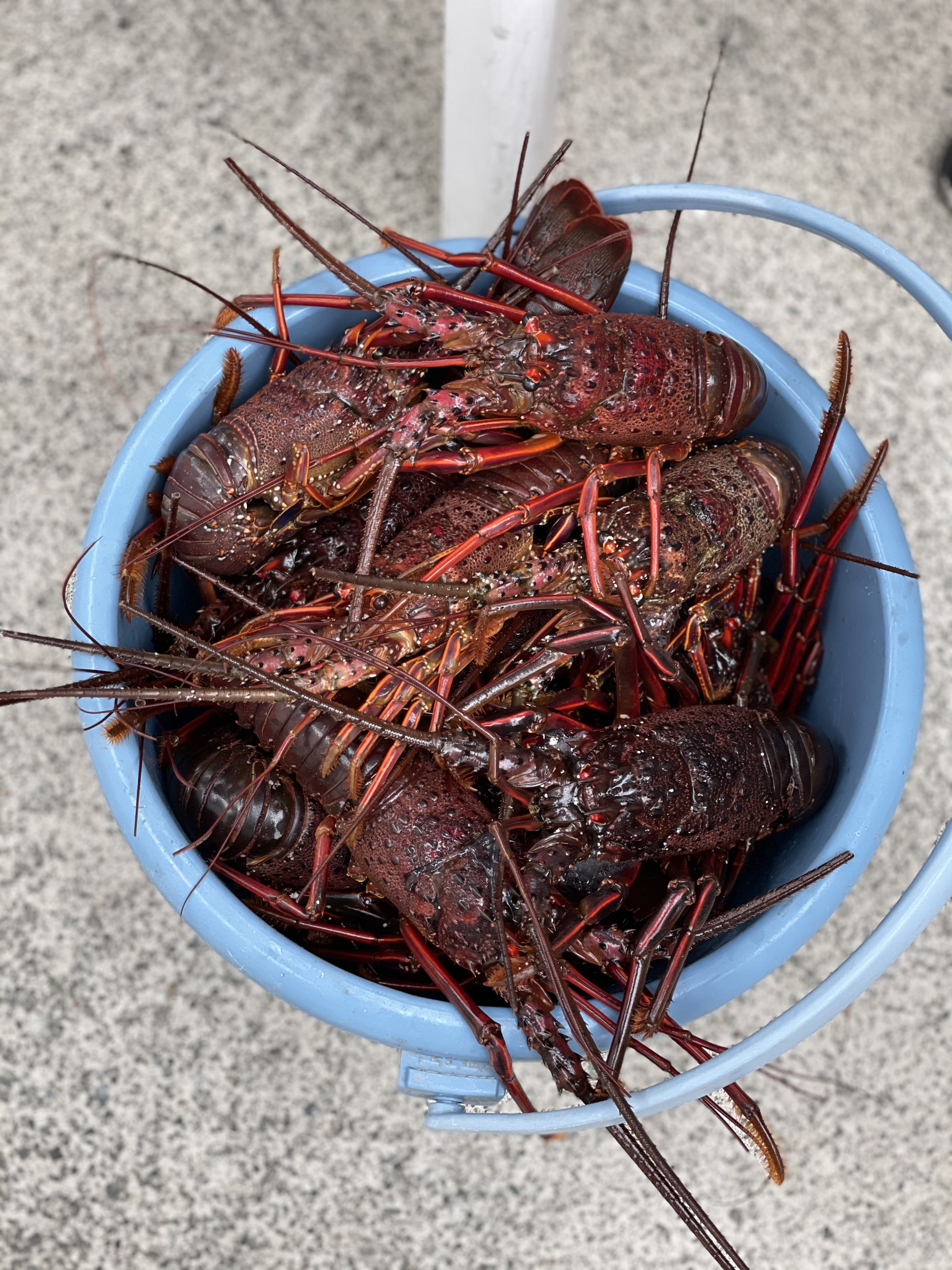 天然物 漁師直送！！ 伊勢海老１キロ詰め合わせ｜エビの商品詳細｜ポケットマルシェ｜産直(産地直送)通販 - 旬の果物・野菜・魚介をお取り寄せ