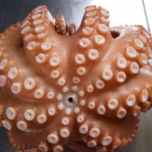 関門海峡産★【関門海峡たこ】食べてみて下さい★中小サイズ訳あり(ボイル）