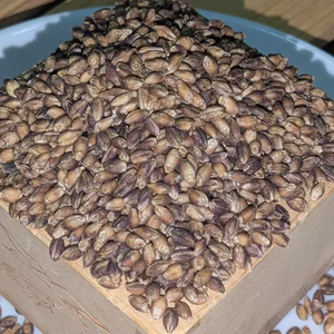 2025年収穫分！プチプチした食感！！ポリフェノールで色づいた紫のもち麦　玄麦