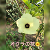 【九州からお届け！】新鮮野菜セット（5キロ箱）