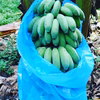 無農薬アップルバナナ1.5kg！もちもち食感！！