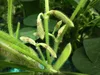 【夏ギフト】７月発送！17代目が作り出す野田市特産枝付き枝豆